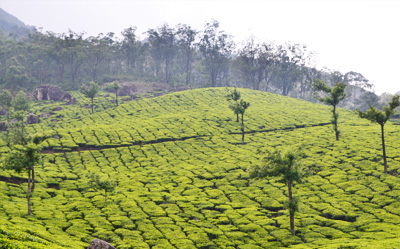 Meltemi Munnar