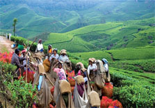 tea plantations in munnar