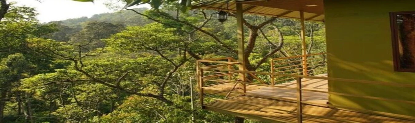 Wooden balcony view of a luxury treehouse nestled in a lush green cardamom plantation in Munnar