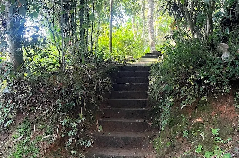 Stone steps leading through lush green plantation gardens at Pepper County Farm Stay Munnar