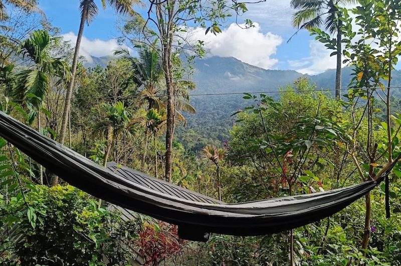 Relaxing hammock tied between palm trees with scenic mountain valley views in Munnar