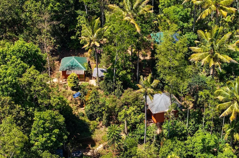 Aerial view of lush green tree canopy and tropical spice plantation gardens in Munnar