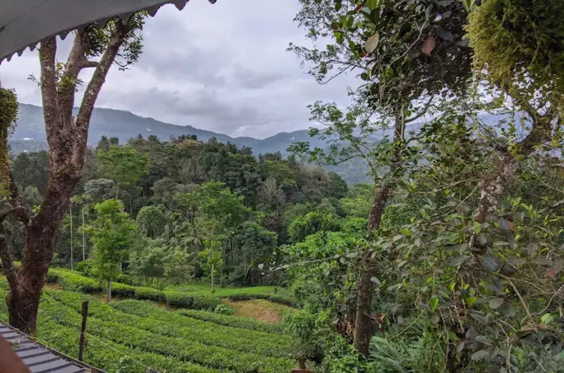 Green_Tea_View_Munnar