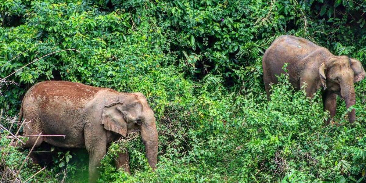 Wild elephant herd grazing in the lush green Mattupetty grasslands near Munnar