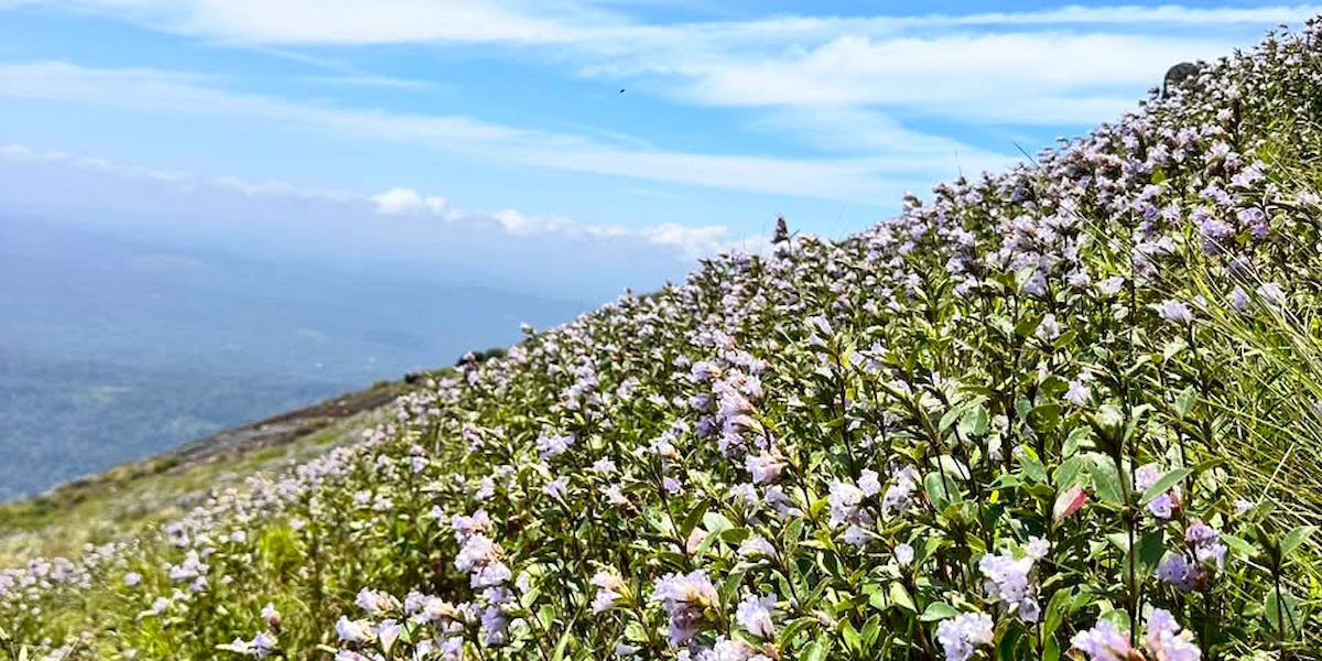 Purple Neelakurinji flowers blooming along green hill slopes in Munnar
