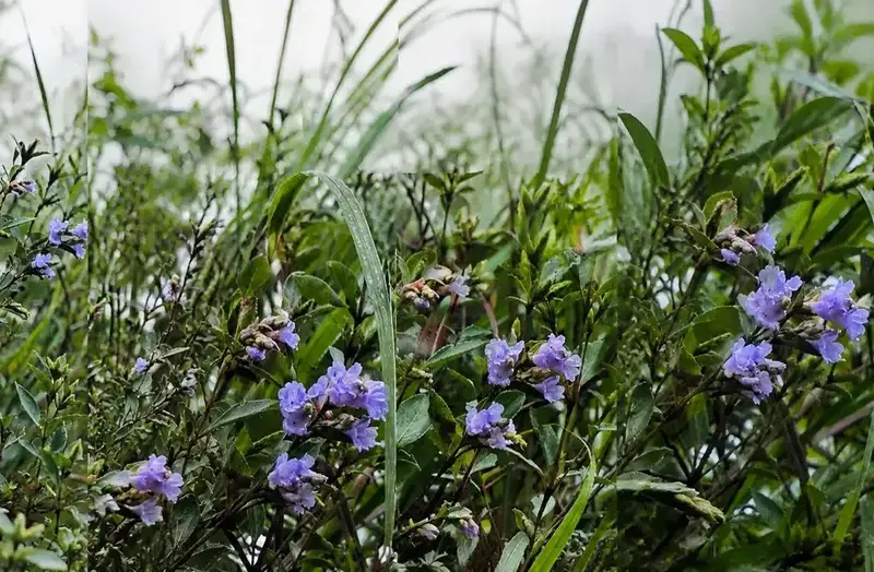 Neelakurinji flowers blooming at Ikka Nagar near Munnar town.
