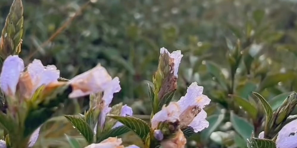 Purple Neelakurinji flowers blooming in close up view on Chokramudi hills Munnar