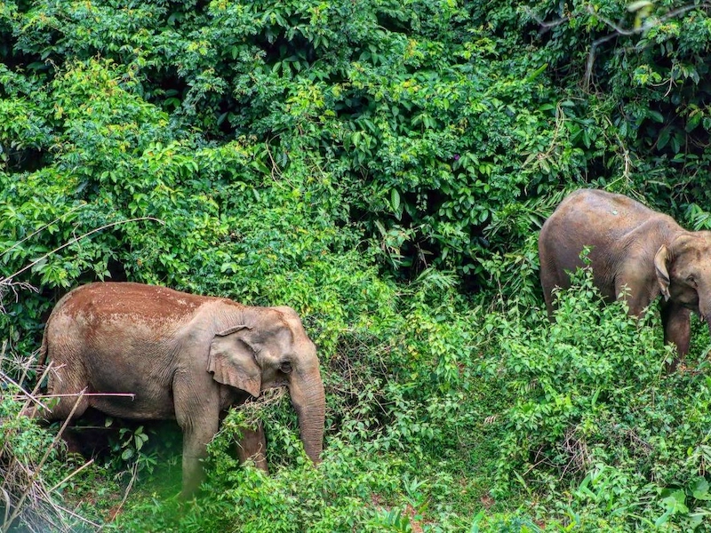 Wild elephant standing amidst dense green tea plantation foliage in Mattupetty Munnar