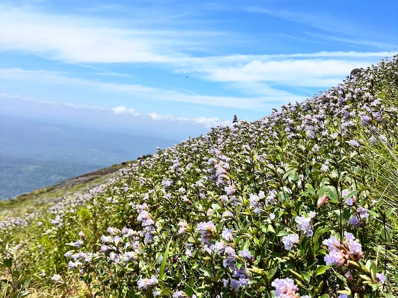 Neelakurinji floral patches on mountain slopes under blue sky in Munnar