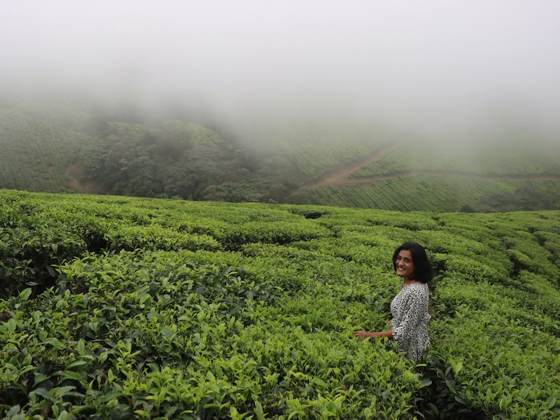 Scenic tea plantation landscape in Munnar during the monsoon season