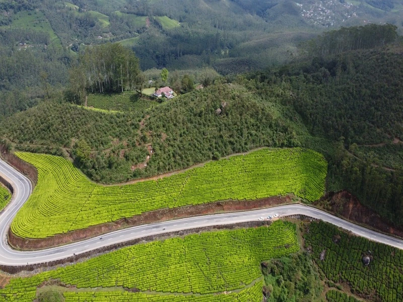 Scenic curved asphalt road passing through lush tea estate in Western Ghats region