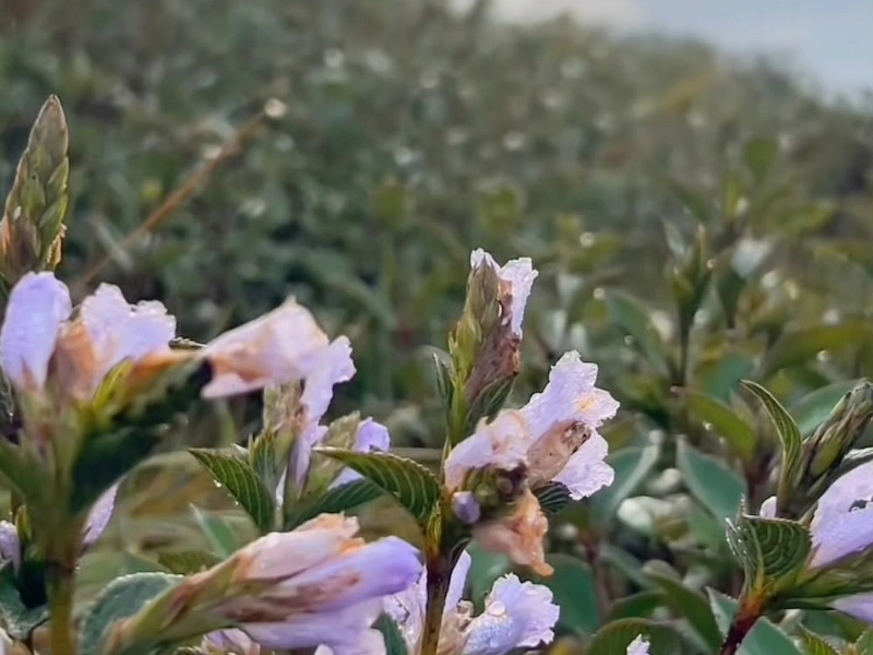 Close up view of blooming purple Neelakurinji flowers during seasonal bloom in Munnar