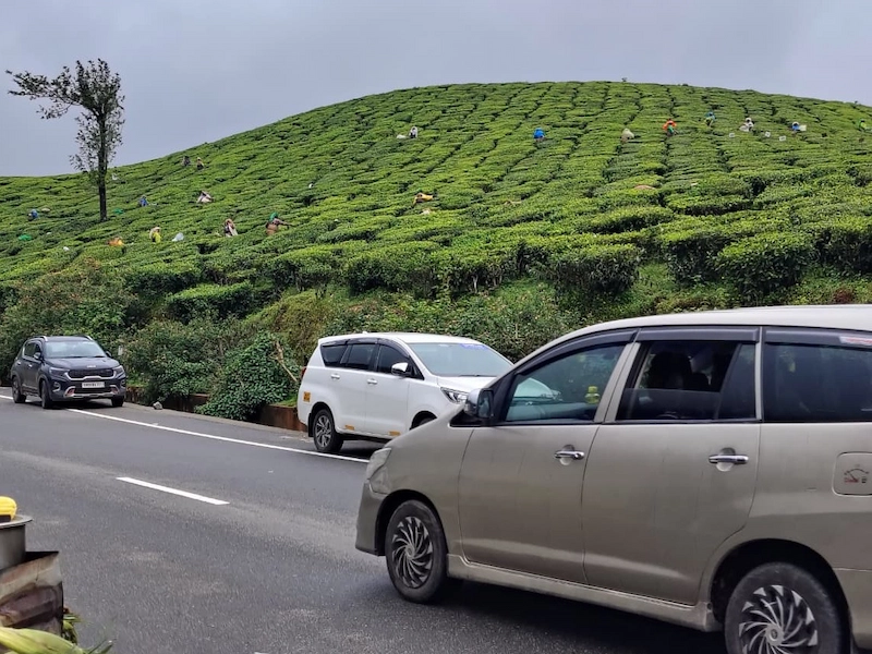 Silver SUV driving along a road bordered by green tea estates in Munnar.