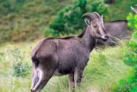 Nilgiri Tahr Munnar
