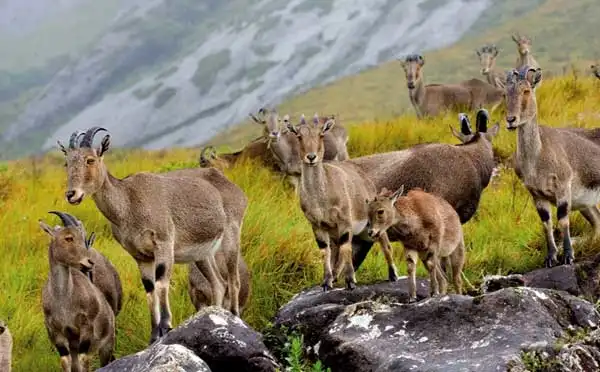 Nilgiri Tahr at Eravikulam National Park
