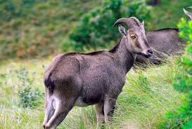 Nilgiri Tahr Munnar
