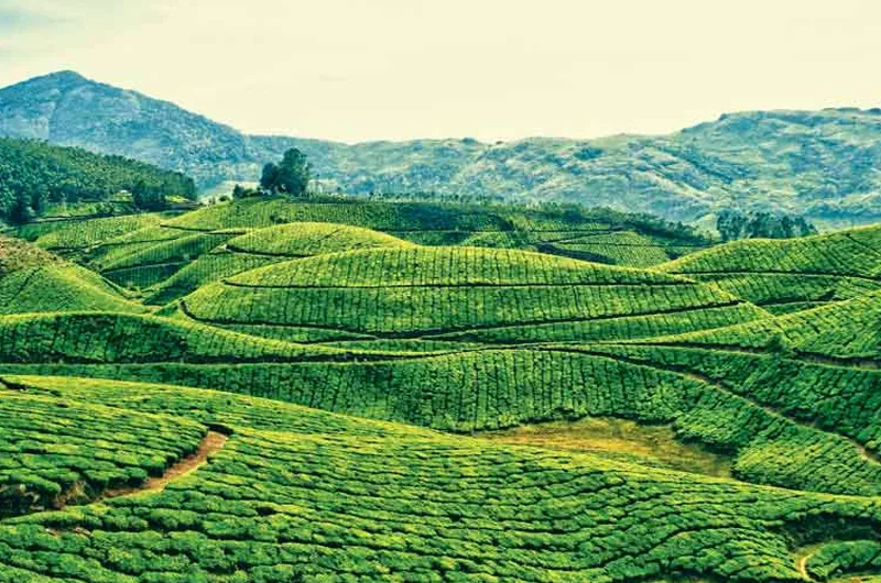 6-Day Essence of Kerala Honeymoon: Munnar, Thekkady & Backwaters