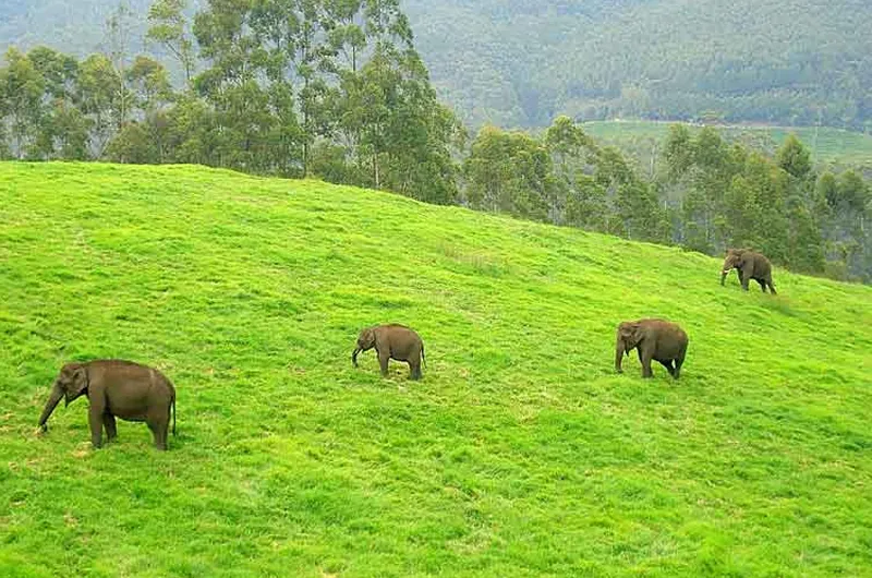 Kerala Misty Highlands & Backwaters: 6-Day Signature Tour