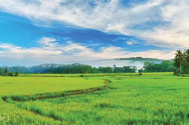 Essential Central Kerala: 7-Day Nature & Backwater Tour Package