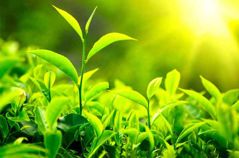 3-Day Munnar Heights & Kolukkumalai Sunrise Expedition